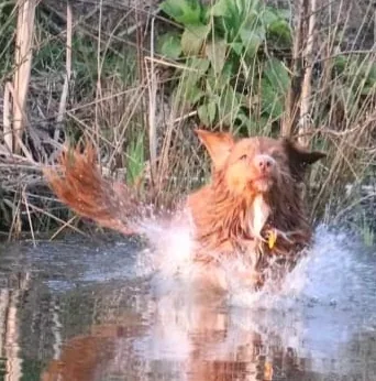 Miep in het water